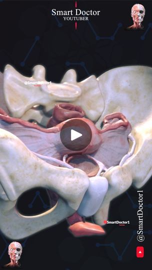 Uterus Diagram Anatomy, Tilted Uterus, Female Reproductive Anatomy, Female Reproductive System Anatomy, Pregnancy Anatomy, Human Anatomy Female, The Female Reproductive System, Bicornuate Uterus Pregnancy, Female Genital System Histology