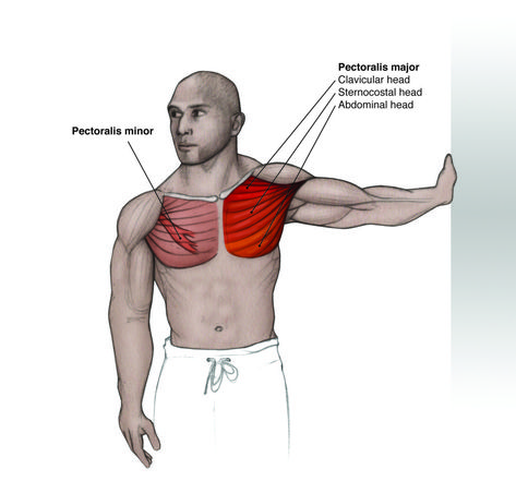 Pectoralis Minor Sesamoid Bone, Trigger Point Release, Human Skeleton Anatomy, Physical Therapy Student, Shoulder Injuries, Young Athletes, Trigger Points, Stretching Exercises, Human Anatomy