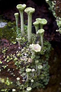 NWflora: Pixie Cups, Cladonia fimbriata Pixie Cup Lichen, Depth Of Field, Wet Weather, The Cool, Two By Two