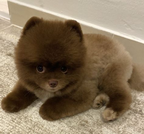 Pomeranian Haircut Teddy Bear, Golden Pomeranian, Brown Pomeranian Puppy, Pomeranian Teddy Bear Cut, Chocolate Pomeranian, Brown Pomeranian, Pomeranian Colors, Fluffy Pomeranian, Teddy Bear Pomeranian