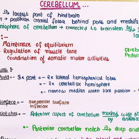 Neurosurgeon Notes, Neuroanatomy Notes, Neurology Notes, Cerebellum Anatomy, Anatomy Notes, Learn Biology, Med Student, Muscle Tone, Neurology