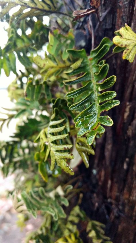 resurrection fern coming back to life in the rain Resurrection Fern, Coming Back To Life, Back To Life, In The Rain, The Rain, Fern, Plant Leaves, Plants