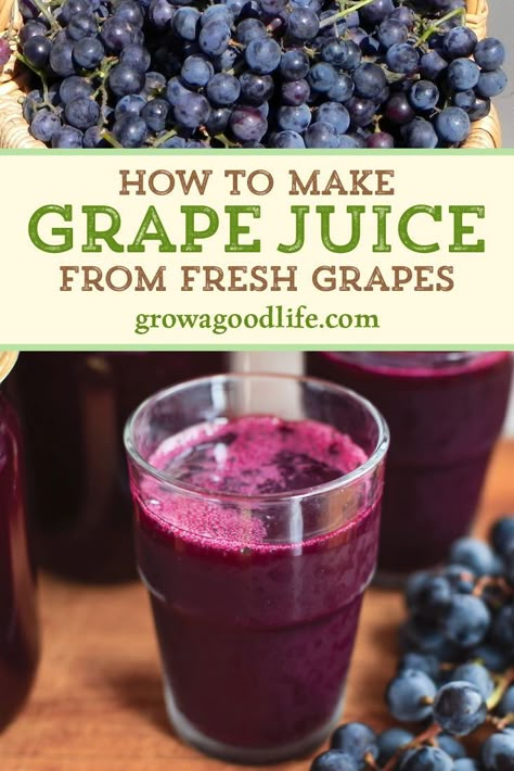 There's nothing better than homemade grape juice made from fresh grapes. Visit to learn how to make homemade grape juice and preserve it using a water bath canner. How To Make Concord Grape Juice, Homemade Concord Grape Juice, How To Make Homemade Grape Juice, Canning Grape Juice Concentrate, How To Make Wine From Grape Juice, Valiant Grape Recipes, How To Make Grape Juice From Fresh Grapes, Make Grape Juice From Grapes, Water Bath Canning Grape Juice