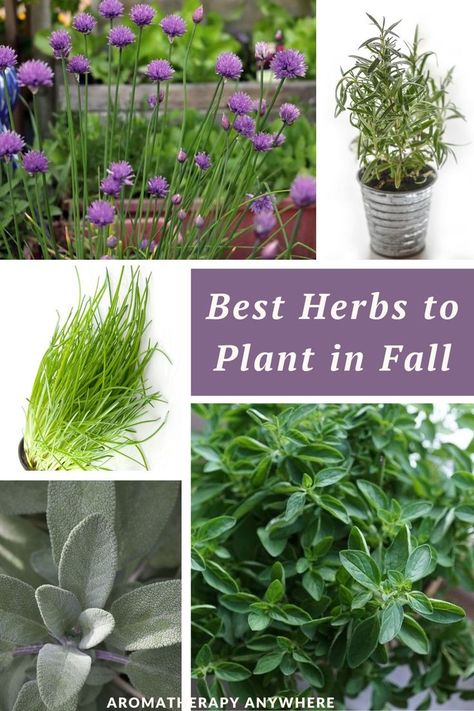 variety of herbs to plant in fall Herbs To Plant, Plant In Fall, Best Herbs To Grow, Gardening Guide, Herb Gardening, Aromatherapy Blends, Fall Plants, Culinary Skills, Medicinal Herbs