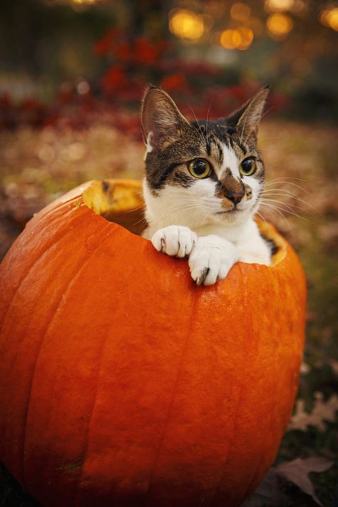 Pumpkin Cat <3 #cat #kitten #animal Autumn Cats, Autumn Animals, Fall Cats, Chat Halloween, Cute Cats Photos, Cat Pumpkin, Cute Cats And Kittens, Cute Kittens, Beautiful Cats