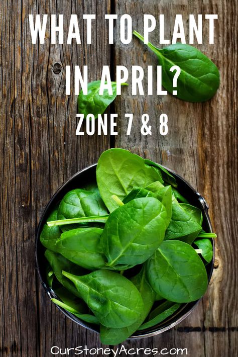 What to Plant in April: Zones 7 & 8 - Our Stoney Acres What To Plant In April, Growing Shallots, Canned Pickled Beets, Everbearing Strawberries, Grapevine Growing, Growing Green Beans, Seed Potatoes, Types Of Lettuce, Raised Gardens