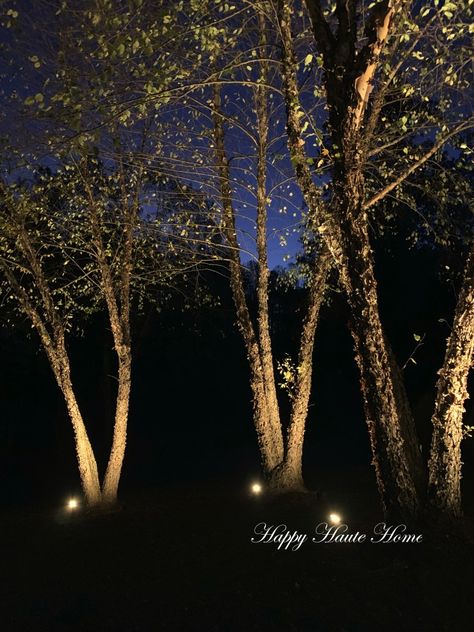 Our River Birch trees are lit all the way to the tippy top…at least 30 feet high if not more. These trees are lit using six 60 degree spotlights. Each one is very heavy duty and built to last a lifetime. Outdoor Spotlights On Trees, Lit Up Trees Backyard, Tree Up Lights, Up Lighting Trees, Light Up Trees Outdoor, Tree Spotlight Outdoor, Lights On Trees Outside, Uplighting Trees, Tree Lighting Ideas