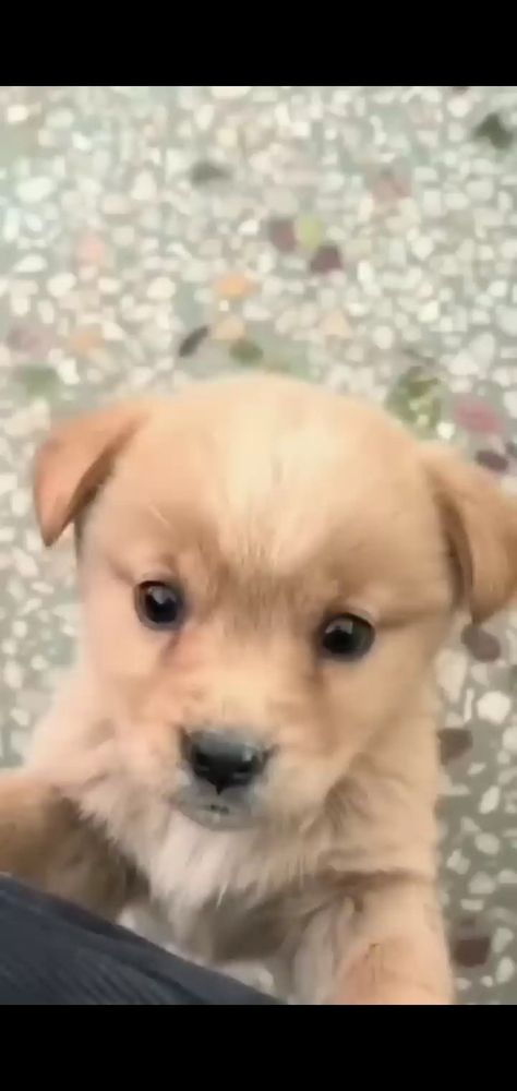 Puppy Barking, Very Cute Puppies, Cute Animals Puppies, Very Cute Dogs, Cute Puppy Videos, Cute Little Puppies, Puppy Care, Baby Puppies