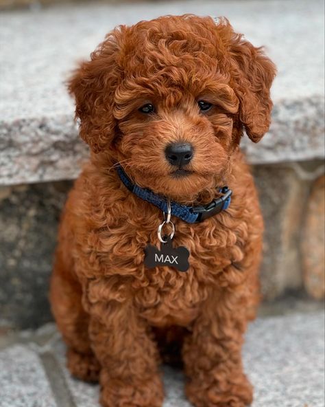 Max (formerly Stefan) in his new home!! He is melting our hearts🤍🐾✨#goldendoodles #goldendoodlesofinstagram #puppies Mini Golden Doodle Full Grown, Goldendoodle Full Grown, Golden Doodle Puppy, Black Hair Wigs, Mini Goldendoodle Puppies, Golden Doodles, Goldendoodle Puppies, Brown Puppies, Puppy Accessories