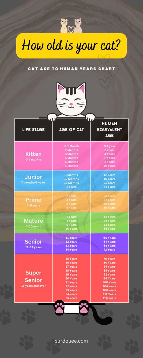 https://surdouee.com/cat-age-in-human-years/ Halloween Names For Cats, Cat Age Chart, Cat Symbolism, Minimalist Cat Tattoo, Cat Age, Most Popular Cat Breeds, Popular Cat Breeds, Cat Years, Cat Tree House