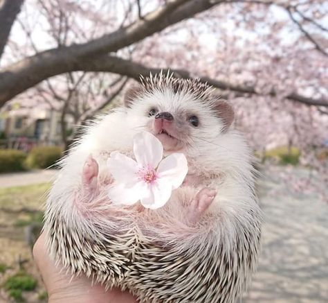 Hedgehog Cheeseball, Drawing Hedgehog, Hedgehog Tattoo, Hedgehog Cage, Hedgehog Drawing, Hedgehog Cake, Funny Hedgehog, Hedgehog Pet, Silver The Hedgehog