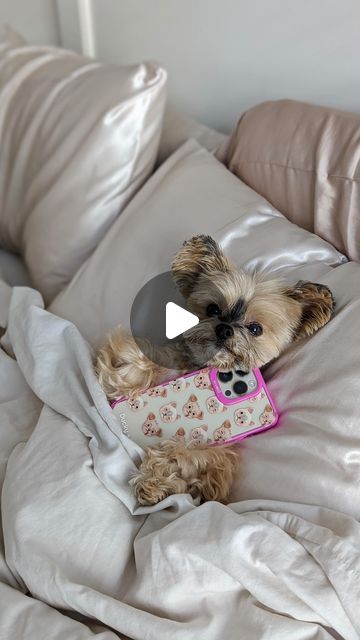 2.4M views · 273K likes | Ducky the Yorkie on Instagram: "I may wake up to him hogging the entire pillow, but 100% worth it 🥺 Your forever spot no matter what ❤️ #duckytheyorkie wearing @dogcrushboutique  * * * * #yorkie #yorkiesofinstagram #yorkielove #yorkiegram #yorkielovers #yorkiefamous #yorkielife #yorkiesofficial #seniordog #seniordogs #seniordogsofinstagram #seniordogsrock #seniordogsrule #yorkiemom #dogmomlife" Happy Birthday Dog Gif, Asian Dogs, Cute Names For Dogs, Rare Dog Breeds, Happy Birthday Dog, Rare Dogs, Yorkie Moms, Yorkie Lovers, Dog List