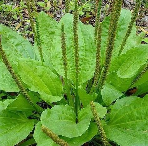 6000 Broadleaf Plantain Seeds (Plantago Major or Plantago rugelii) | Plantain for Sale in Wilsonville, IL - OfferUp Plantain Plant, Plantain Herb, Clean Arteries, Plantain Leaves, Survival Gardening, Perennial Herbs, Wild Edibles, Herb Seeds, Types Of Soil