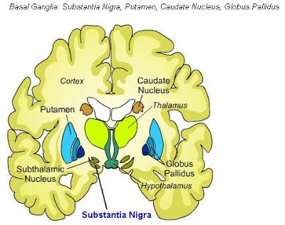 Science, Natural Phenomena & Medicine: Substantia Nigra Caudate Nucleus, Substantia Nigra, Nervous System Anatomy, Nerdy Nurse, Basal Ganglia, Basic Science, Brain Structure, Limbic System, Cerebrospinal Fluid