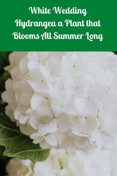 White Wedding Hydrangea a Plant that Blooms All Summer Long and is the perfect plant for the garden and yard White Flowering Bushes, Hydrangea White Wedding, White Hydrangeas Garden, White Wedding Hydrangea Plant, White Wedding Hydrangeas, White Hydrangea Garden, Hydrangea Plant Care, Mophead Hydrangea, Shrubs For Landscaping