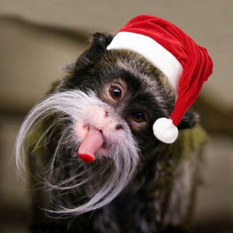 'Xmas Tamarin Monkey' on Picfair.com Christmas Monkey, Funny Monkey Pictures, Marmoset Monkey, Monkey Wallpaper, Monkey Pictures, Christmas Dogs, Photography Store, Monkeys Funny, Free Photography