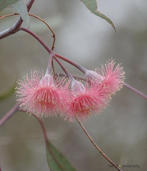 Yaz.Bouss on Instagram: “Silver Princess - Eucalyptus Caesia What is growing in your neighbourhood? #eucbeaut #eucalyptus #eucalipto #eucalypt #eucalypts…” Silver Princess Eucalyptus, Deco Eucalyptus, Eucalyptus Caesia, Nature Pottery, Aphrodite Altar, Lady Aphrodite, Eucalyptus Flower, Australian Natives, Garden Architecture