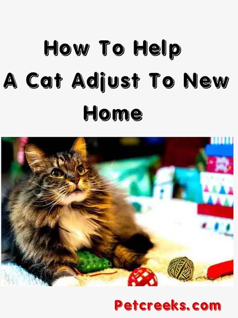 How To Help A Cat Adjust To New Home Cat Owner Hacks, How To Introduce Cats, Animal Tips, Cat Lover Quote, First Time Cat Owner, Getting A Kitten, Cat Proofing, Scared Cat, Older Cats