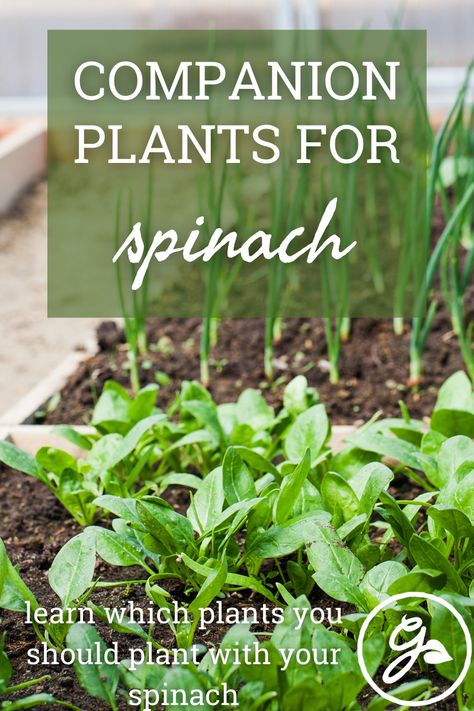 Good spinach companions deter pests, suppress weeds, and improve soil quality. Read on to learn about companion plants for spinach. Spinach Growing, Planting Spinach, Companion Planting Guide, Growing Spinach, Garden Companion Planting, Mother Earth Living, Garden Hacks, Companion Plants, Permaculture Gardening