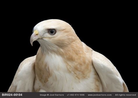 Raptors Bird, Joel Sartore, Red Tailed Hawk, White Bird, Pretty Birds, Birds Of Prey, Unique Animals, Animal Planet, Wild Birds