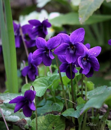 #violets #veilchen Fiori Frangipani, February Flowers, Tiny Bouquet, Wild Violets, Sweet Violets, Purple Garden, Favourite Flowers, Violet Flower, Deco Floral