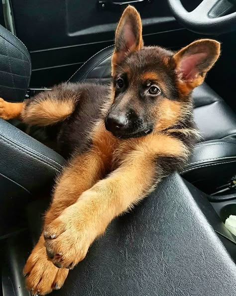 15 Lovely Pictures Of German Shepherds | PetPress Fluffy Pets, German Shepherd Pictures, Gsd Puppy, Bulldog Breeds, German Shepherd Puppy, Dog German, Gsd Puppies, Shepherd Puppy, Cute Dogs And Puppies