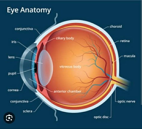 Human Eye Diagram, Eye Diagram, Eyewear Shop Design, Function Diagram, Eye Function, Eyewear Shop, Anatomy, Shop Design, Coaching