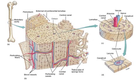 Bone Tissue Histology, Bone Tissue, Anatomy Tips, Human Skeletal System, Basic Anatomy, Human Body Facts, Vet Medicine, Basic Anatomy And Physiology, Skeletal System