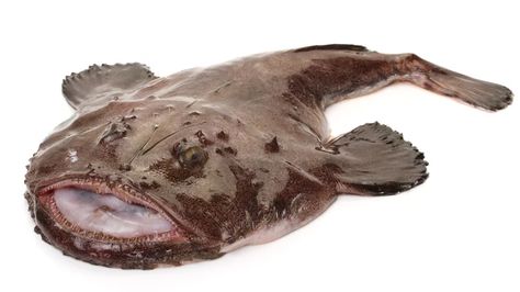 Everything You Need To Know About Monkfish Monk Fish, Ugly Fish, Fish Stand, Recipes Savory, Angler Fish, Top List, Deep Ocean, Oceans Of The World, Pretty Animals