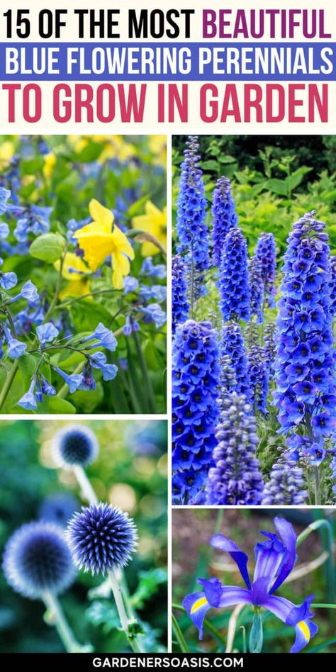 Blue Flowering Plants, Easy To Grow Plants, Mophead Hydrangea, Flowering Perennials, Full Sun Perennials, Yard And Garden, Blue Plants, Sun Perennials, Hydrangea Not Blooming