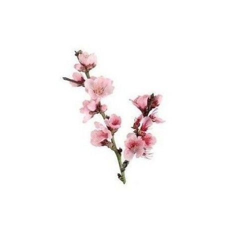 °Cherry Blossoms° Pink Png Icon, Flower App, Pink Png, Minimalist Icons, Cherry Flower, Flower Icons, Png Aesthetic, Screen Icon, Sakura Flower