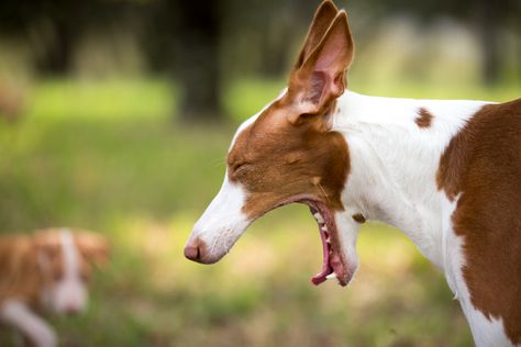 Heimlich Maneuver For Dogs, Dog Sneezing, Dog Coughing, Heimlich Maneuver, Heartworm Prevention, Pet Allergies, Dog Years, Purebred Dogs, American Kennel Club