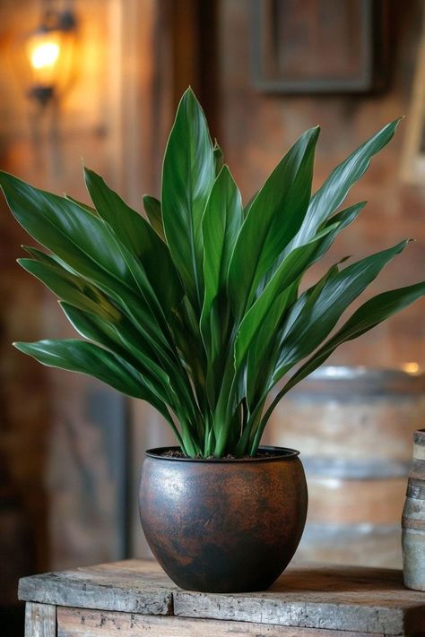 Cast Iron Plant (Aspidistra elatior) is a hardy and elegant choice for any home! 🌿🏡 Renowned for its deep green leaves and incredible resilience, this plant is a delightful blend of beauty and toughness. Quick to thrive even in low light and bursting with air-purifying benefits, Cast Iron Plant is perfect for adding a touch of greenery to any indoor space. 🌱✨ #CastIronPlant #AspidistraElatior #IndoorPlants #LowMaintenance #AirPurifying #GreenHome #PlantLover Aspidistra Elatior, Cast Iron Plant Indoor, Houseplants Decor, Peace Lily Plant, Tropical Flower Plants, Houseplants Low Light, Cast Iron Plant, Low Light Plants, Houseplants Indoor