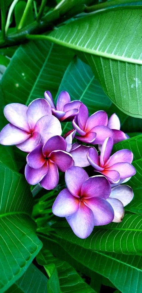 Purple Tropical Flowers, Plumeria Flowers Wallpaper, Purple Tropical Aesthetic, Purple Hibiscus Flower, Frangipani Tattoo, Sarah Tattoo, Purple Plumeria, Purple Tropical, Purple Hibiscus