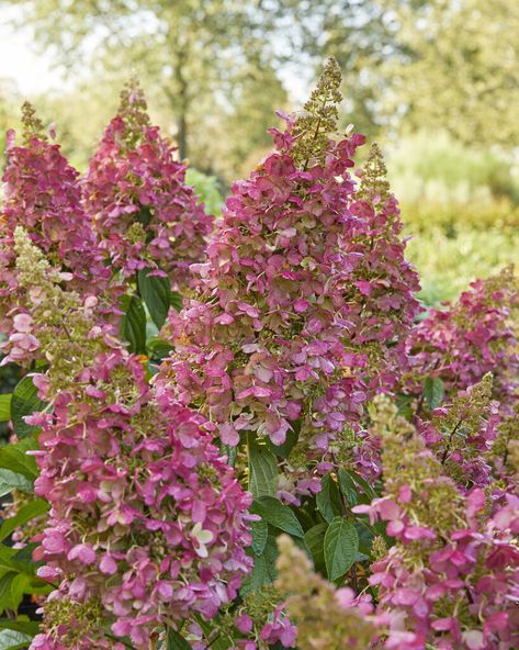 Hydrangea paniculata Candlelight (&s;Hpopr013&s;PBR) | hydrangea [Candlelight] Shrubs/RHS Gardening Hydrangea Paniculata Candlelight, Panicle Hydrangea, Hydrangea Paniculata, Perennial Flowers, Garden Types, Evergreen Shrubs, Flower Border, Flowers Perennials, Courtyard Garden