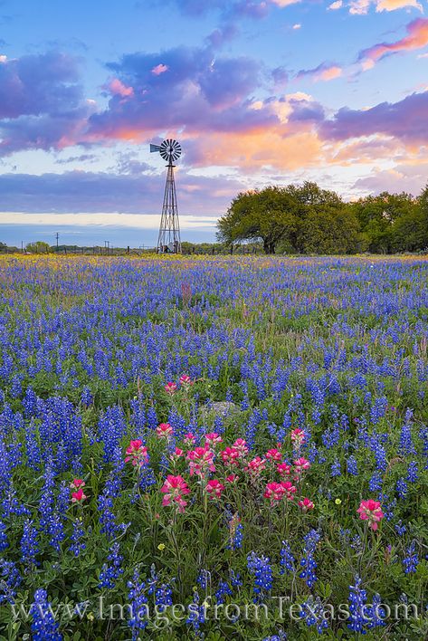 Wildflowers and a Windmill Morning 318-1 photo Bluebonnet Field Painting, Texas Bluebonnets Photography, Texas Asethic, Wallpaper Esthetics, Texas Blue Bonnets, Bluebonnet Pictures, Texas Scenery, Texas Painting, Texas Pictures