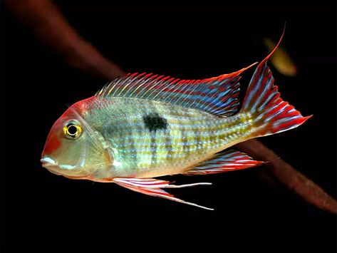 Geophagus tapajos South American Cichlids, Oscar Fish, Fish Stock, Blue Balloons, Tropical Fish, South American, Fish Pet, The 10, Fish