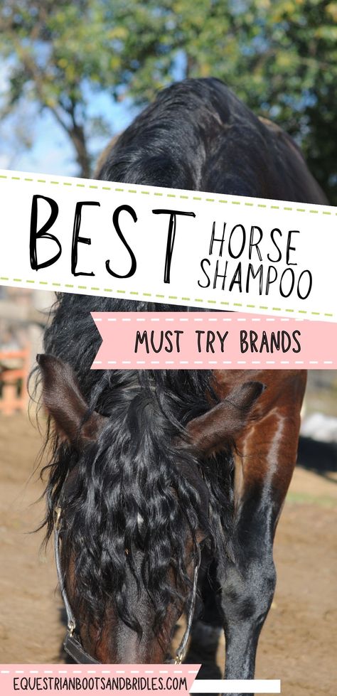 Grooming Horse, Blue Roan Horse, Horse Grooming Supplies, Horse Grooming Kit, Equine Care, Healthy Horses, Horse Information, Horse Washing, Horse Shampoo