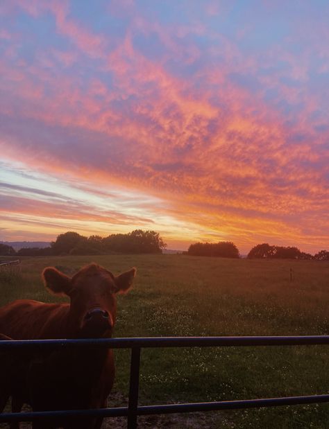 Southern Aesthetic, Country Sunset, Country Backgrounds, Country Photography, Country Summer, Farm Lifestyle, Farm Photography, Western Life, Cowgirl Aesthetic