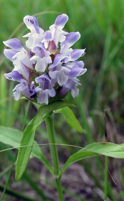 Prunella vulgaris - Common Self-heal, by Layla Dishman, via Flickr Native Texas Plants, Prunella Vulgaris, Texas Plants, Texas Native Plants, Love Plants, Montgomery County, Native Garden, Gorgeous Flowers, Natural Phenomena