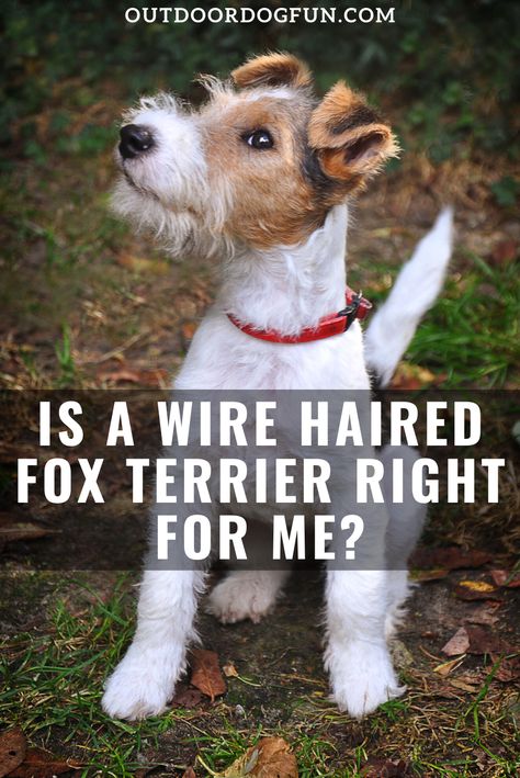 Wire Haired Fox Terriers are charismatic, energetic and often amusing dogs. This breed isn’t, however, the best match for a first-time dog owner. Have you been thinking about getting a foxie? Here's how you know a wire haired fox terrier is right for you. #dogs #foxterrier #dogbreeds Wire Terrier Dogs, Wired Haired Fox Terrier, Wired Fox Terrier, Wire Hair Fox Terrier, Wire Fox Terrier Puppies, Wire Fox Terriers, Wire Haired Fox Terrier, Fox Terrier Puppy, Wire Haired Terrier