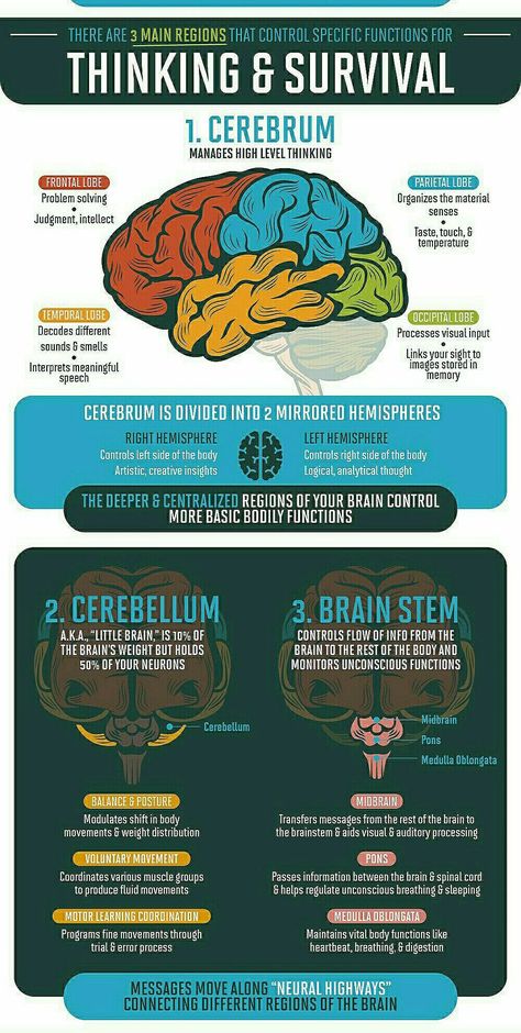 Brain Anatomy And Function, Basic Anatomy, Psychology Notes, Psychology Studies, Basic Anatomy And Physiology, Brain Facts, Brain Anatomy, Mental Health Facts, Medical School Studying