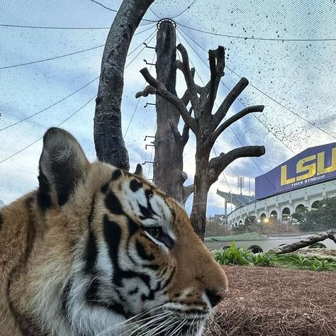 Mike, LSU's Live Mascot on Instagram: "Two #LSU icons in one place. Geaux Tigers!" Geaux Tigers, December 7, First Place, Louisiana, Tigers, On Instagram, Quick Saves, Instagram