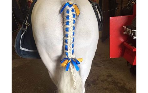 Horse Mane Styles, Mane Braids, Horse Braids, Horse Mane Braids, Braid Ribbon, Horse Braiding, Tail Braids, How To Braid, Horse Mane