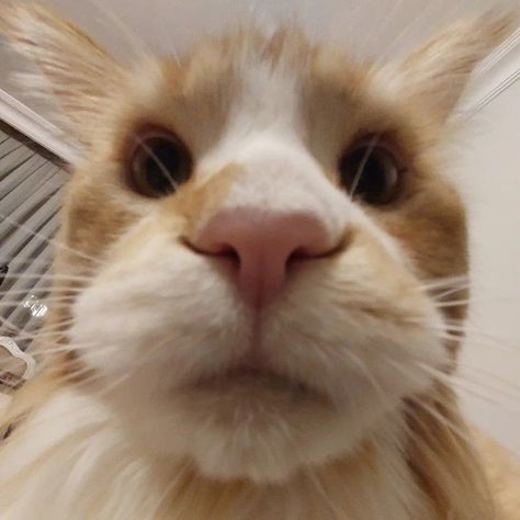 Cat Looking Into Camera, Cat 0.5 Camera Funny, Cat 0.5 Camera Pfp, .5 Cat Pics, Cat 0.5 Selfie, 0.5 Camera Selfie, Cats In 0.5 Camera, 0 5 Pictures Cat, Animal 0.5 Photos