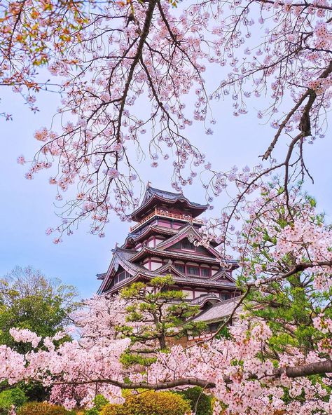 📸Photo of the day by tera_2002 via IG Cherry blossoms and the castle 📍Fushimi-Kuyama Castle #livinginjapan #japan #japantravel #japantravelguide #japantravelphoto #japantrip #japantraveller #travel #traveller #sightseeing #sightseeingjapan #beautifuljapan #beautiful #beauty #kyoto #kyotojapan #kyototrip #osaka #osakajapan #tokyo #cherryblossoms #sakura Japan Sakura Cherry Blossoms, Japan Aesthetic Soft, Welcome To Japan, Korea Wallpaper, Beauty Of Japan, Japan Sakura, Japan Landscape, Japan Life, Living In Japan