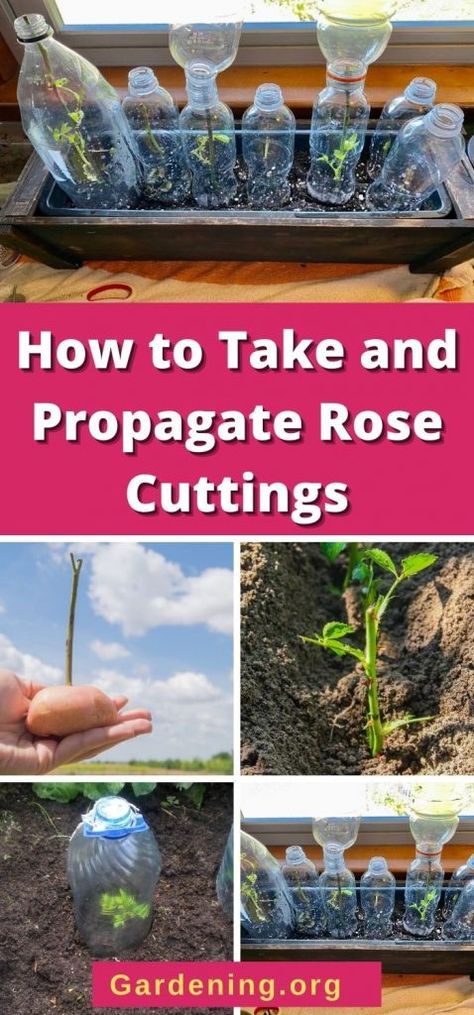 How To Take Cuttings From A Rose Bush, How To Start A Rose Bush From A Stem, Transplanting Rose Bushes, Propogate Roses, Propagate Roses From Cuttings, Rooting Hydrangea Cuttings, Propagation Ideas, Flower Propagation, Rose Propagation