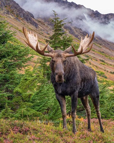 Moose Aesthetic, Alaskan Animals, Albino Moose, Giant Moose, Alaska Animals, Kay Flock, Moose Pictures, Canadian Animals, Moose Hunting