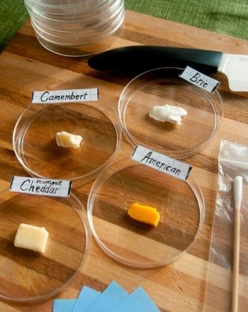 The goal of this science fair project is to determine which cheese grows mold the fastest: Vermont Cheddar, American, Brie, or Camembert? Science Fair Projects Biology, High School Science Experiments, Easy Science Fair Projects, Science Fair Experiments, School Science Experiments, Projects Science, Cool Science Fair Projects, Science Computer, Engineering Books