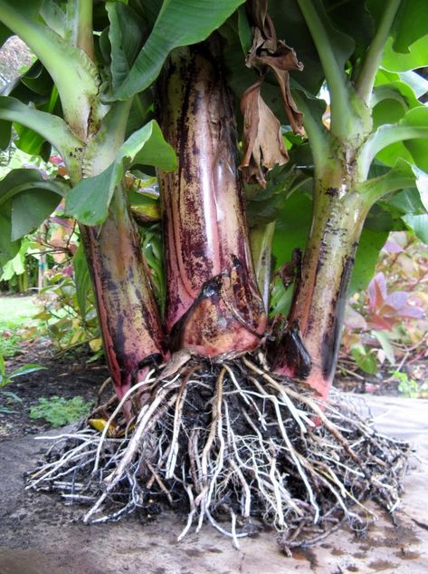 Separating Super Dwarf Cavendish Pups! - Bananas.org Urban Farmhouse, Hello Everyone, Bananas, Asparagus, Farmhouse, Plants